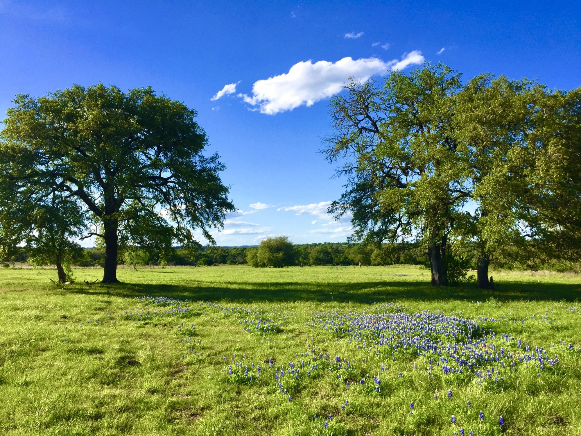 Stand of mature pecan trees with broad canopies and soft filtered light underneath.