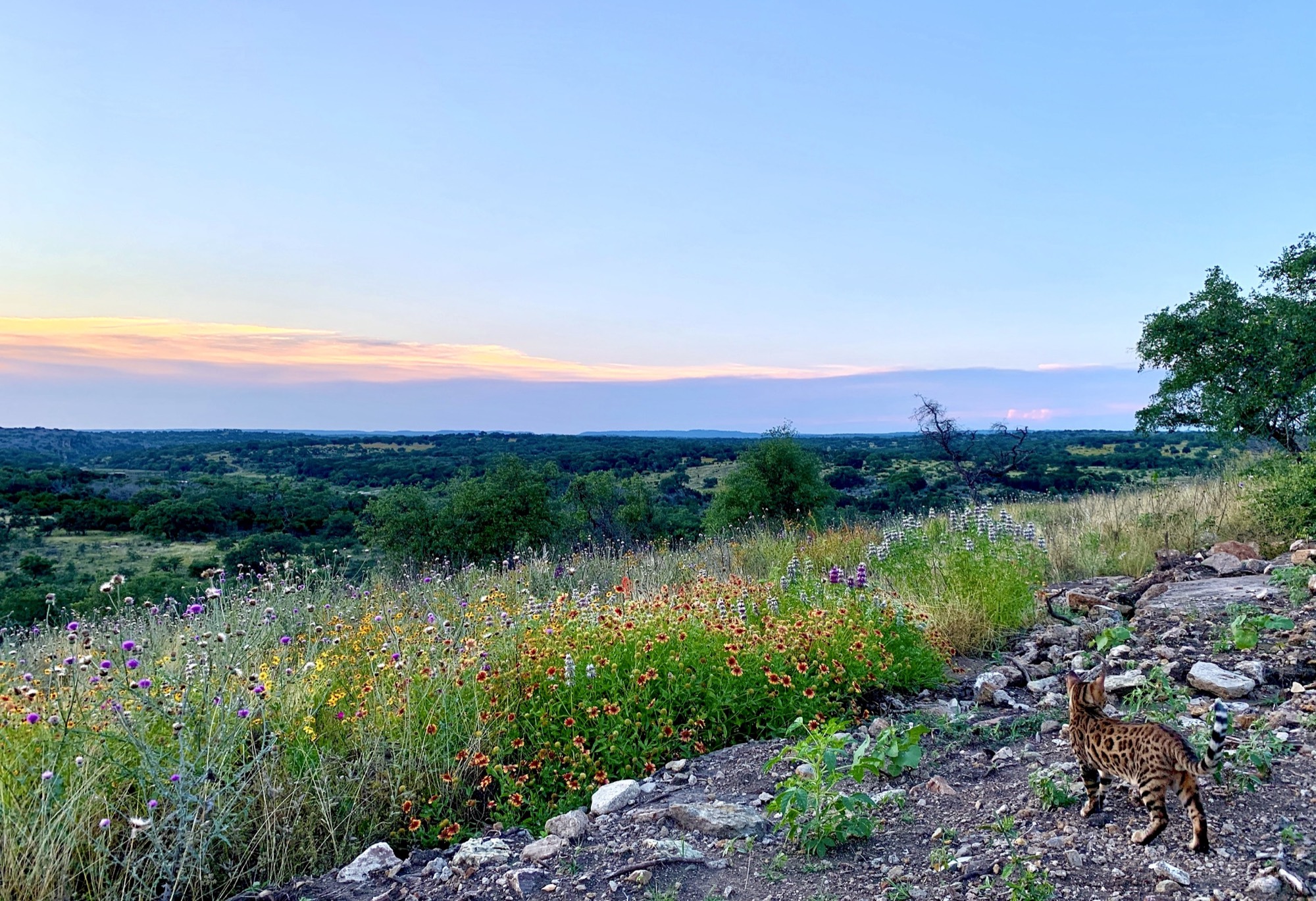 Sunset lookout at Twin Hooks Ranch with wildflowers in the foreground and the Hill Country horizon beyond.