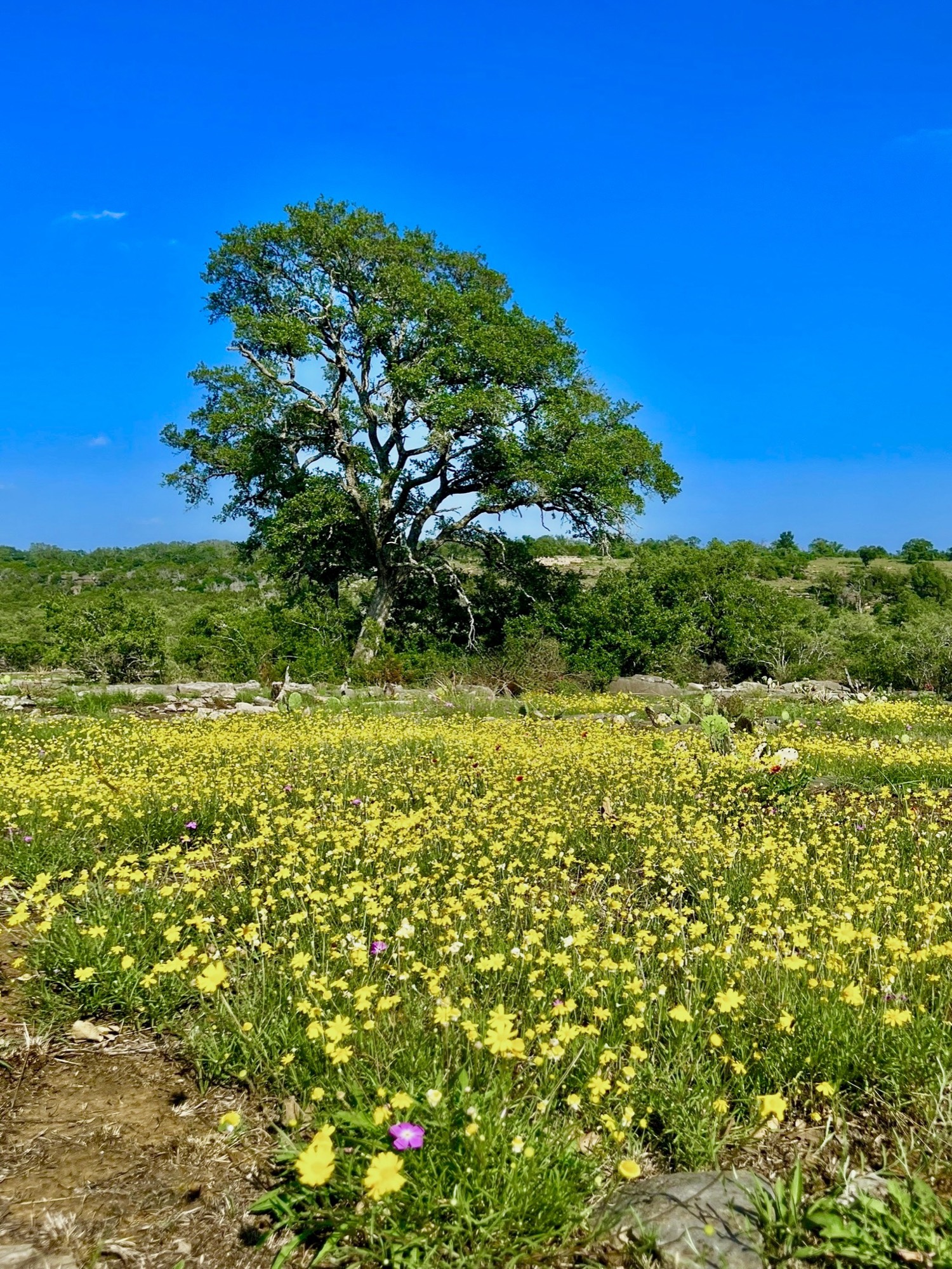 Open meadow blanketed in bluebonnets and orange Indian paintbrush under a soft late-afternoon sky.
